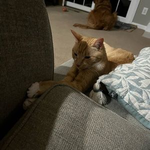 Meet your Posher, Tristyn